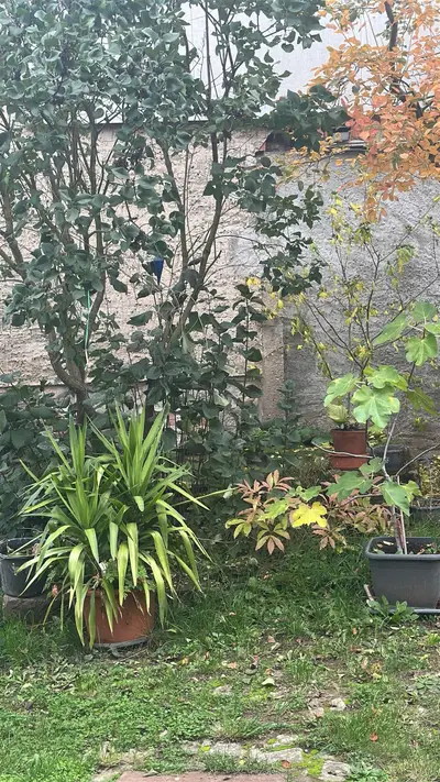 Herbstliche Pflanzen an der Bauernhof-Mauer