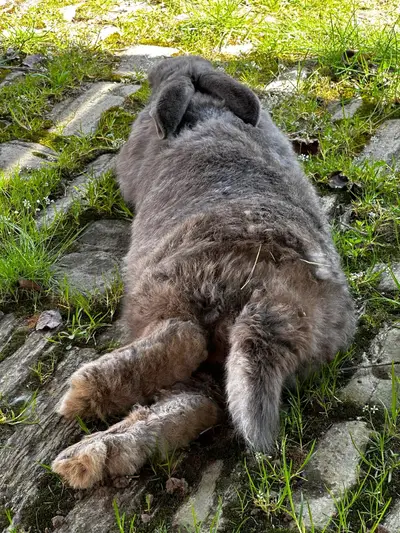 Graue Katze entspannt auf dem Pflaster
