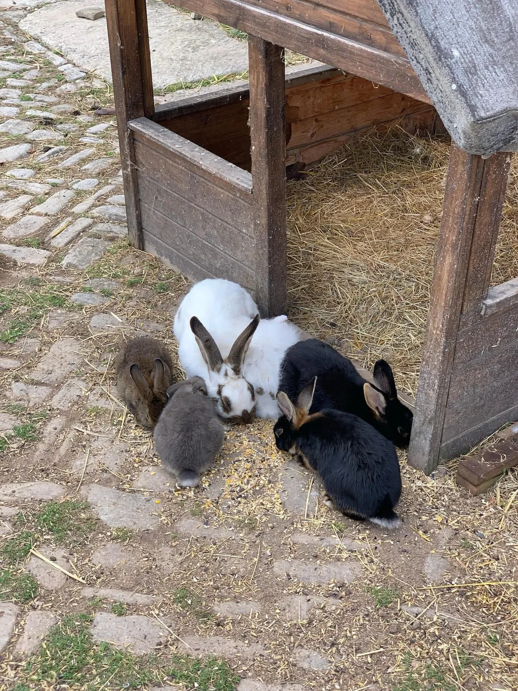 Kaninchen fressen am Strohunterstand