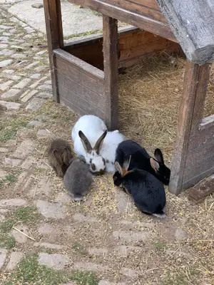 Kaninchen fressen am Strohunterstand