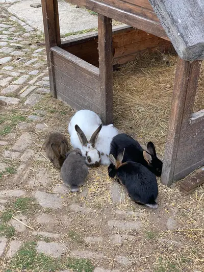 Kaninchen fressen am Strohunterstand