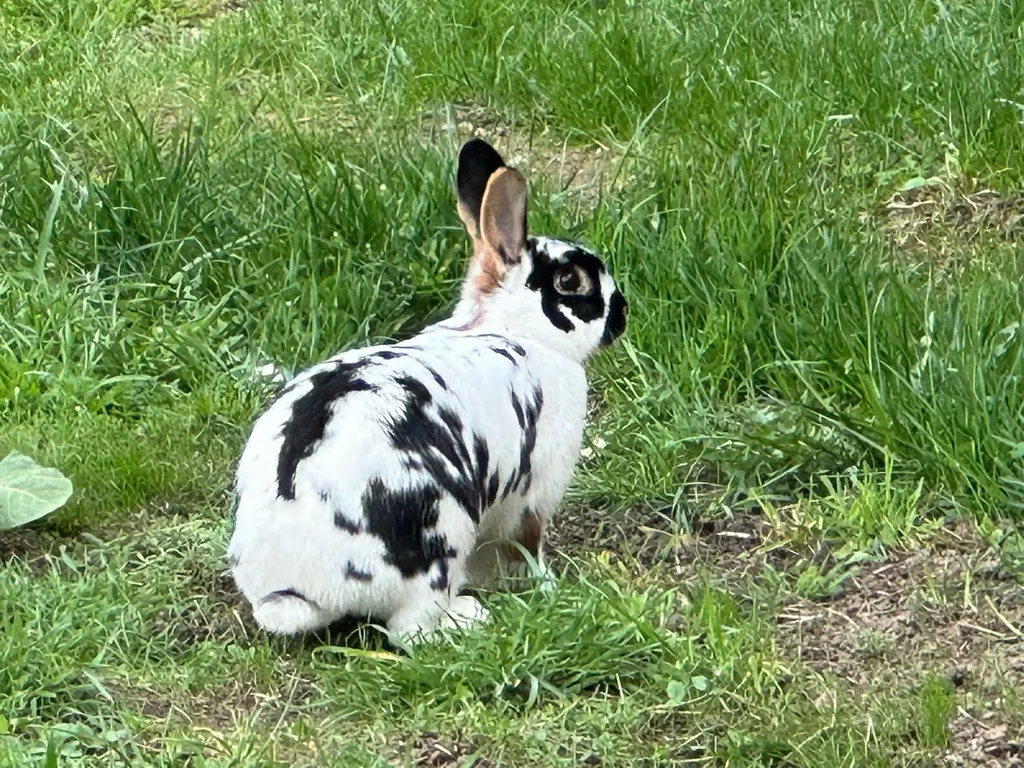 Schwarz-weißes Kaninchen im Gras