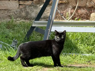 Schwarze Katze auf der Wiese