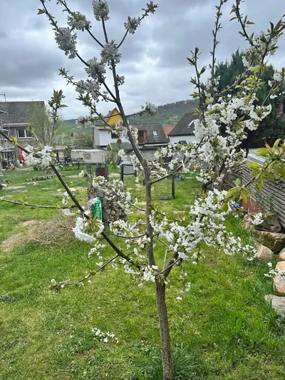Blühender Kirschbaum im Frühling