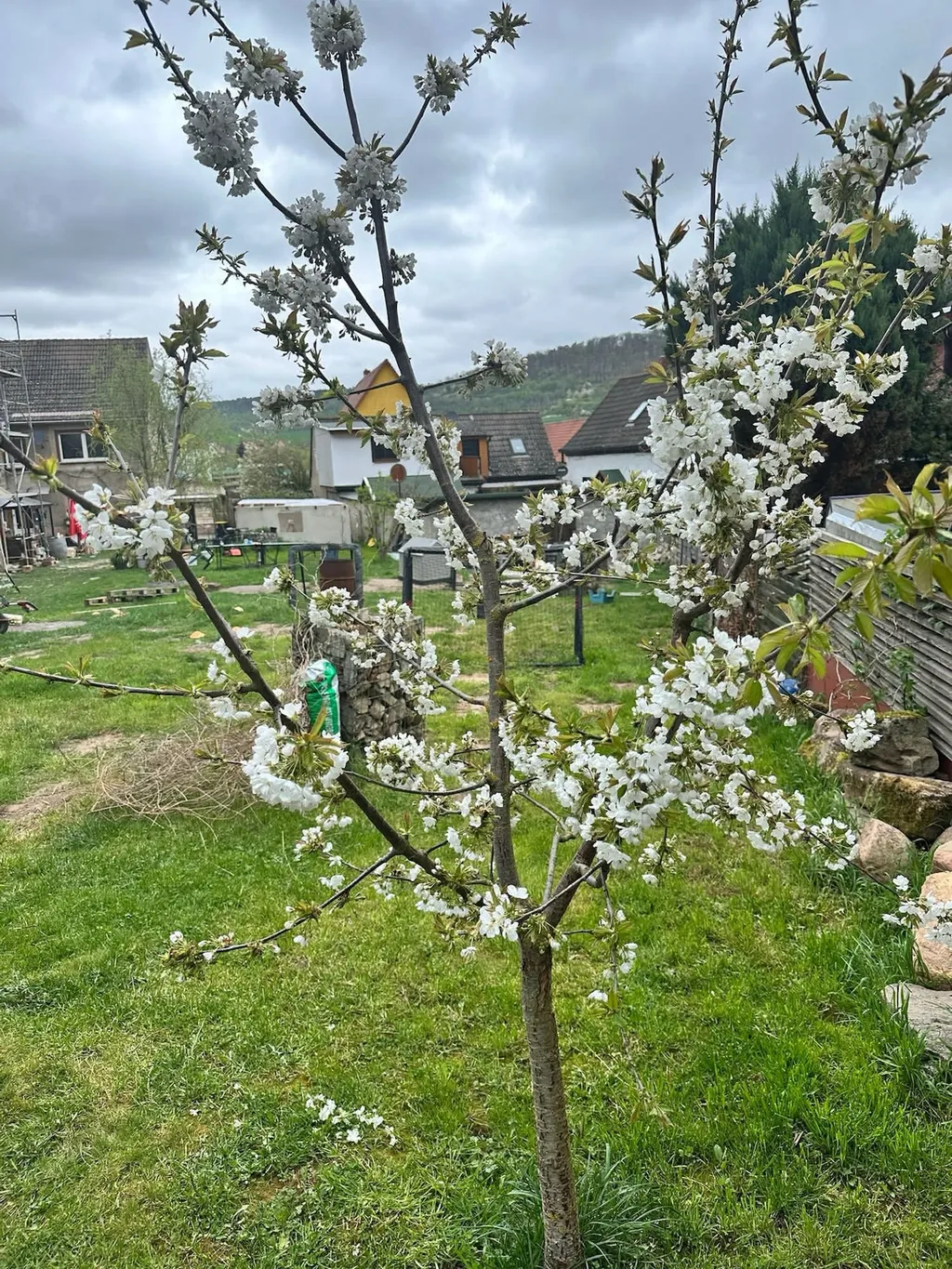 Blühender Kirschbaum im Frühling