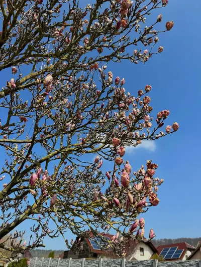 Magnolie mit rosa Knospen im Frühling