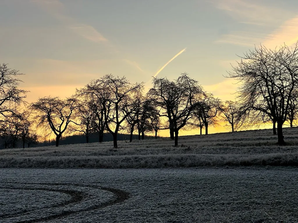 Obstbäume bei Sonnenuntergang auf einer frostigen Wiese