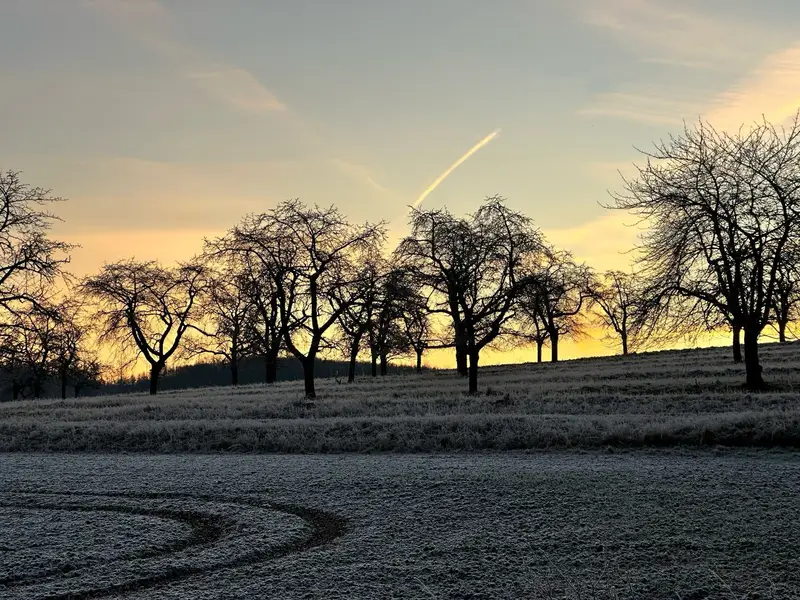Obstbäume bei Sonnenuntergang auf einer frostigen Wiese