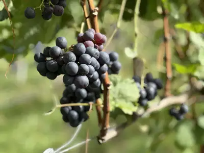 Reife Weintrauben an der Rebe