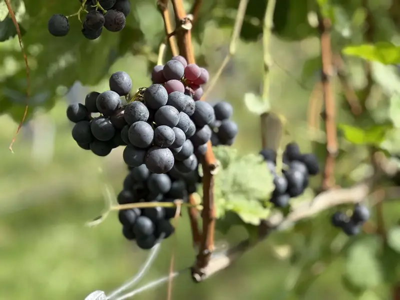 Reife Weintrauben an der Rebe
