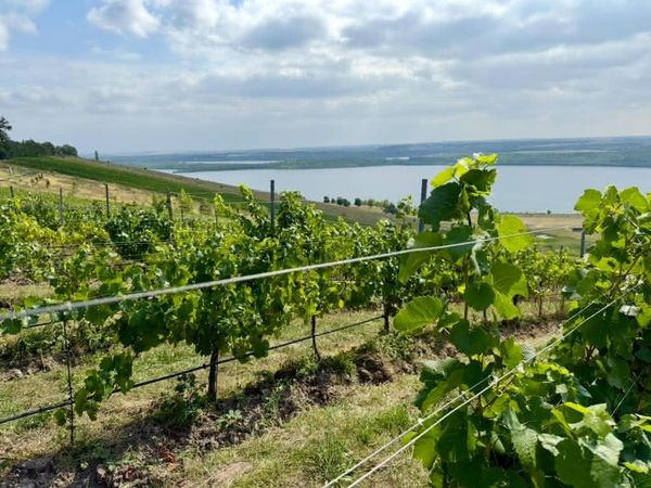 Weinreben auf dem Hügel mit Seeblick